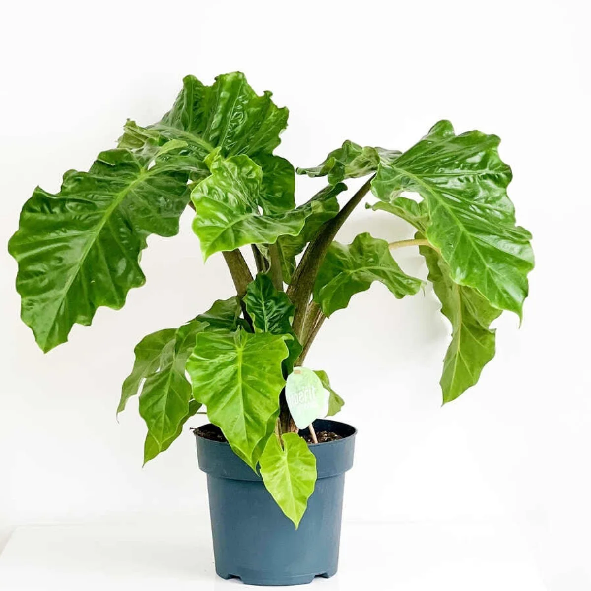 Alocasia Portodora