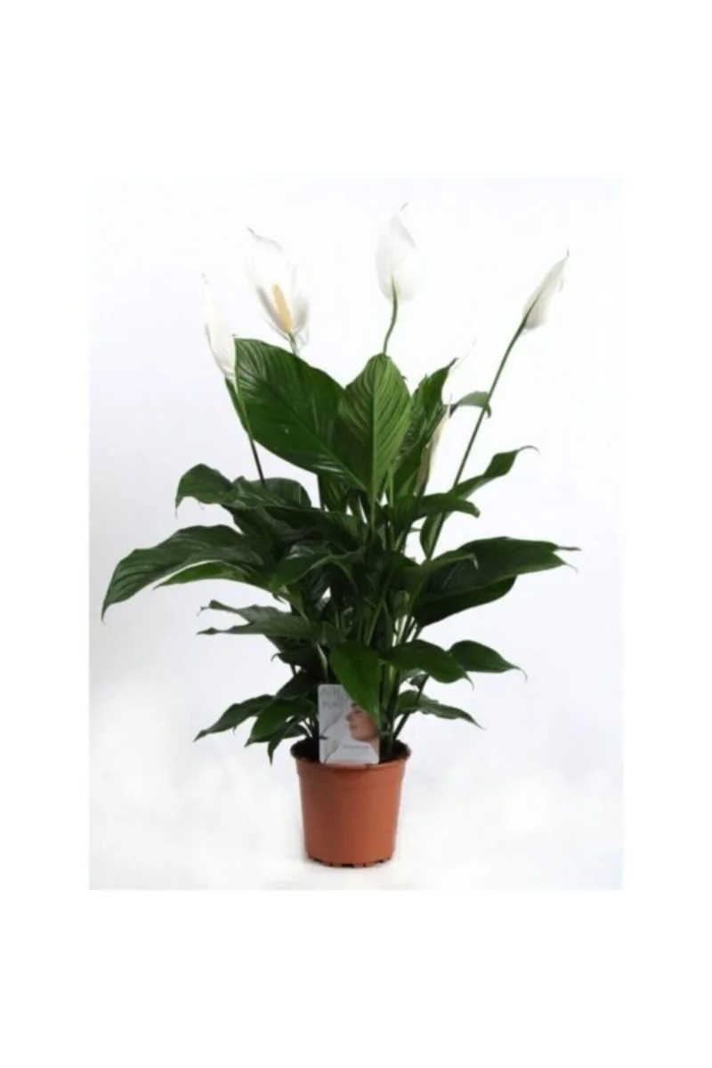 Barış Çiçeği Spathiphyllum Sokak Lambası Çiçeği Ev Bitkisi Ofis Bitkisi Salon Bitkisi