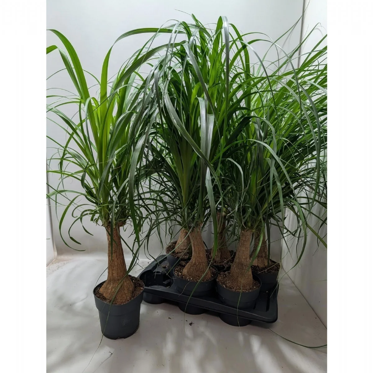 Beaucarnea Recur