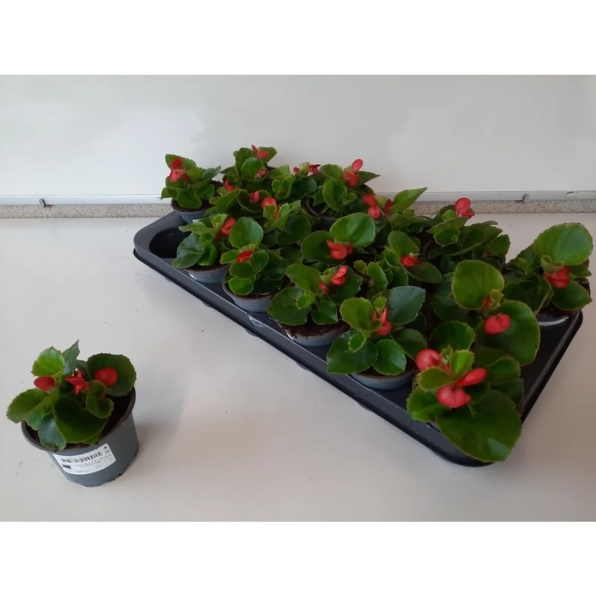Begonia Se Ov roze