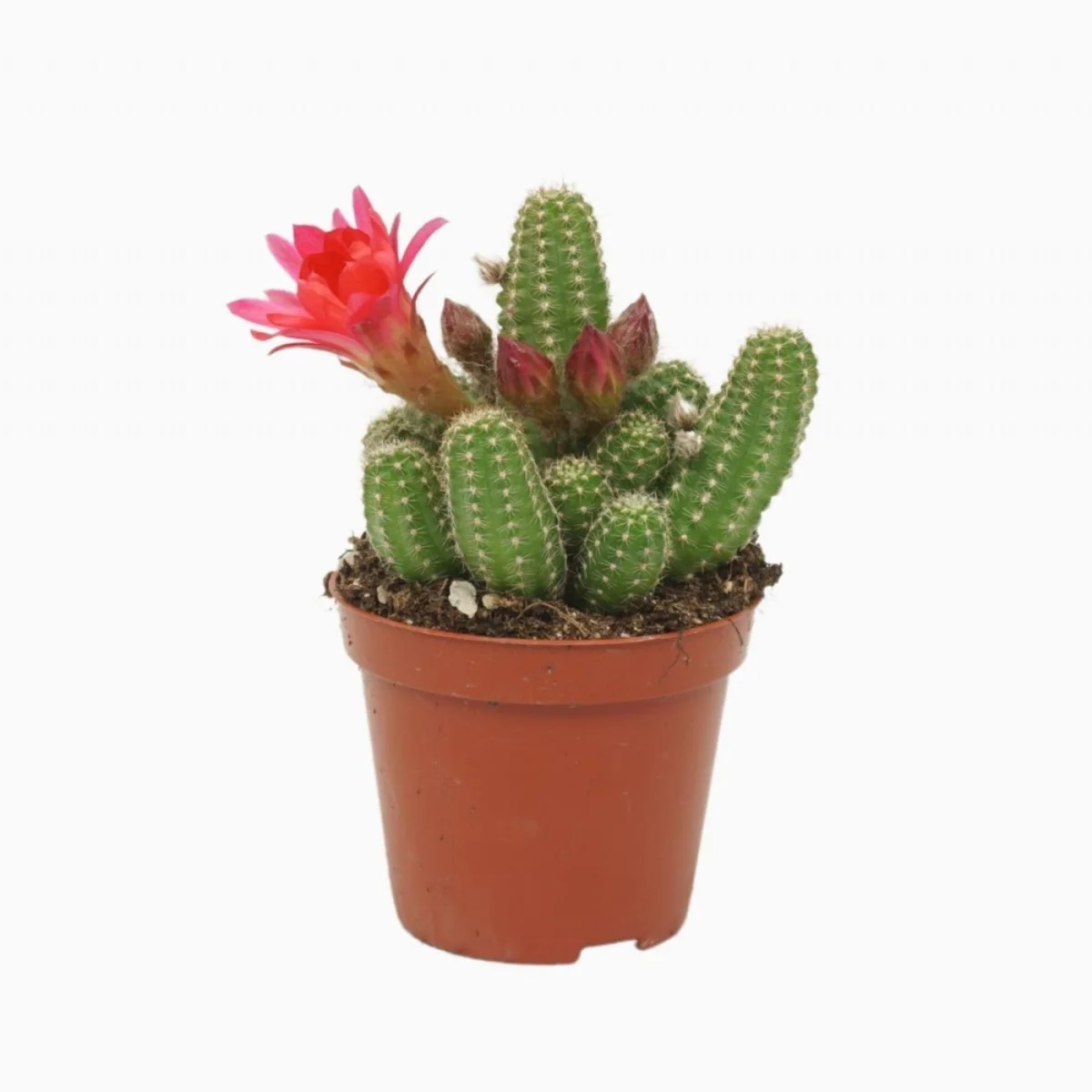 Chamaec Ubink Cerise