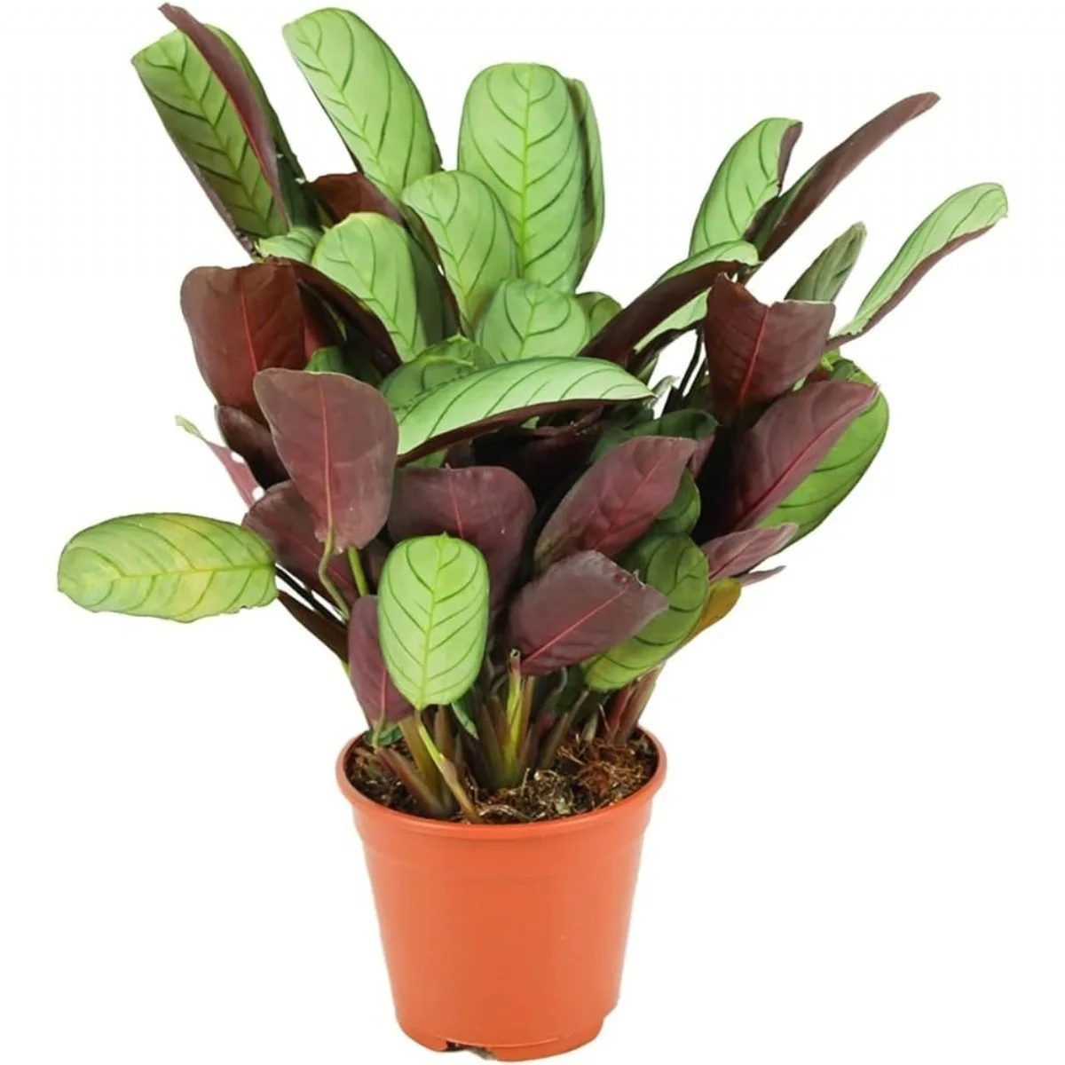 Ctenanthe Amagris