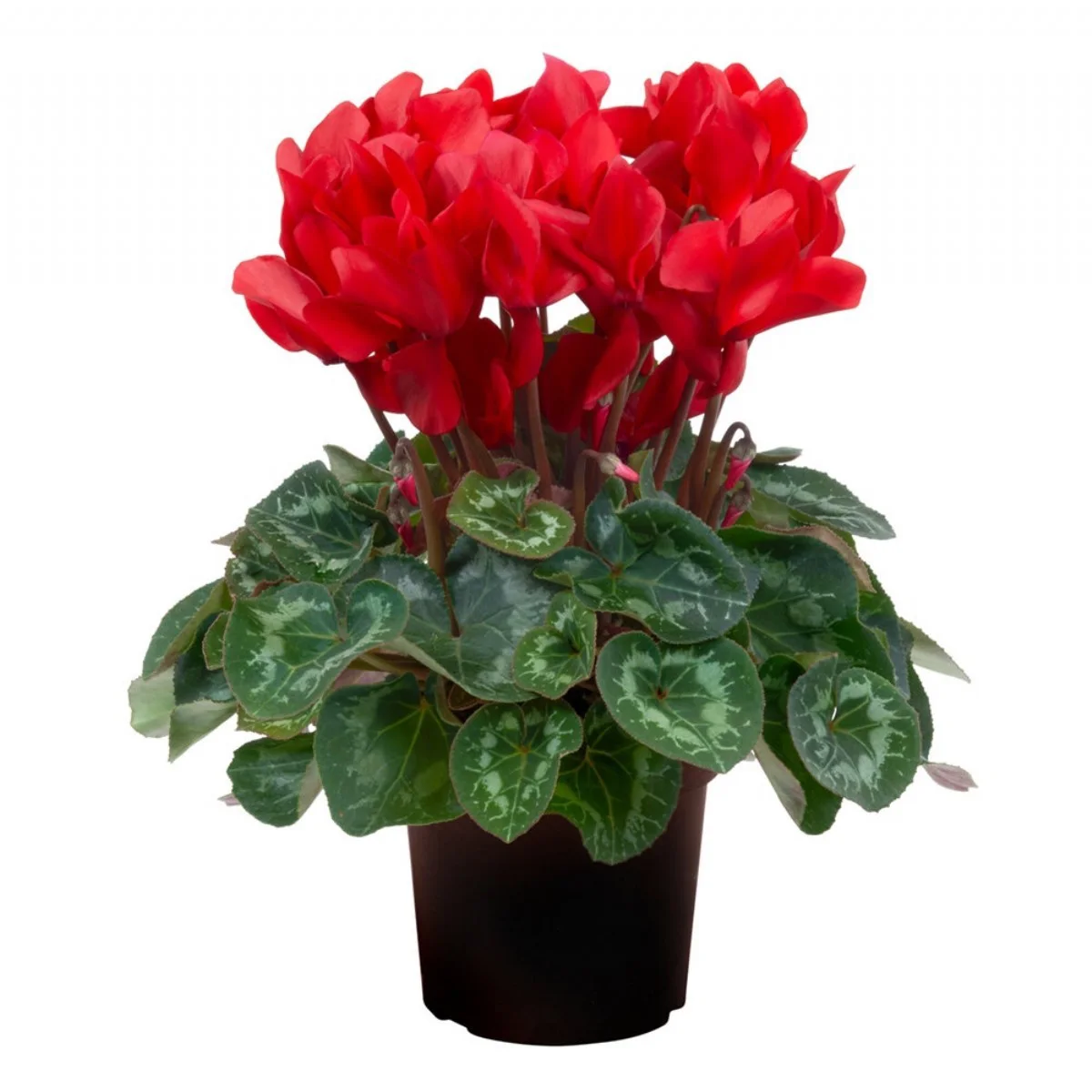 Cyclamen Gr Sup Leopardo