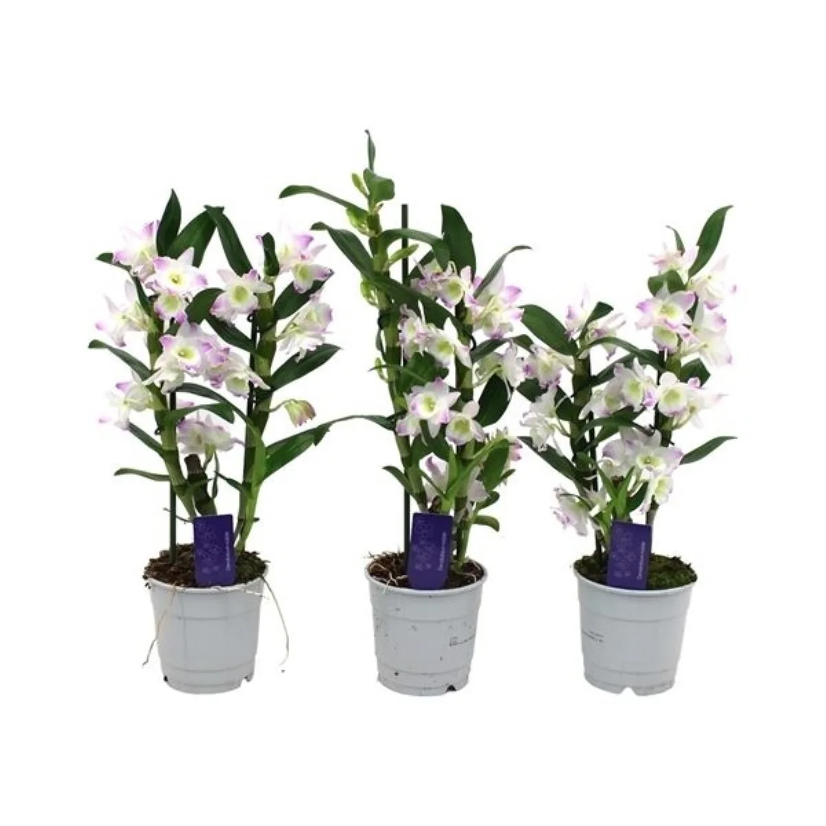 Dendrobium N Sc Apollon
