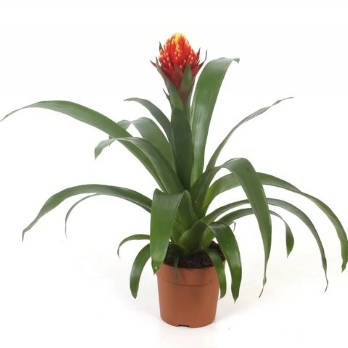 Guzmania Torch