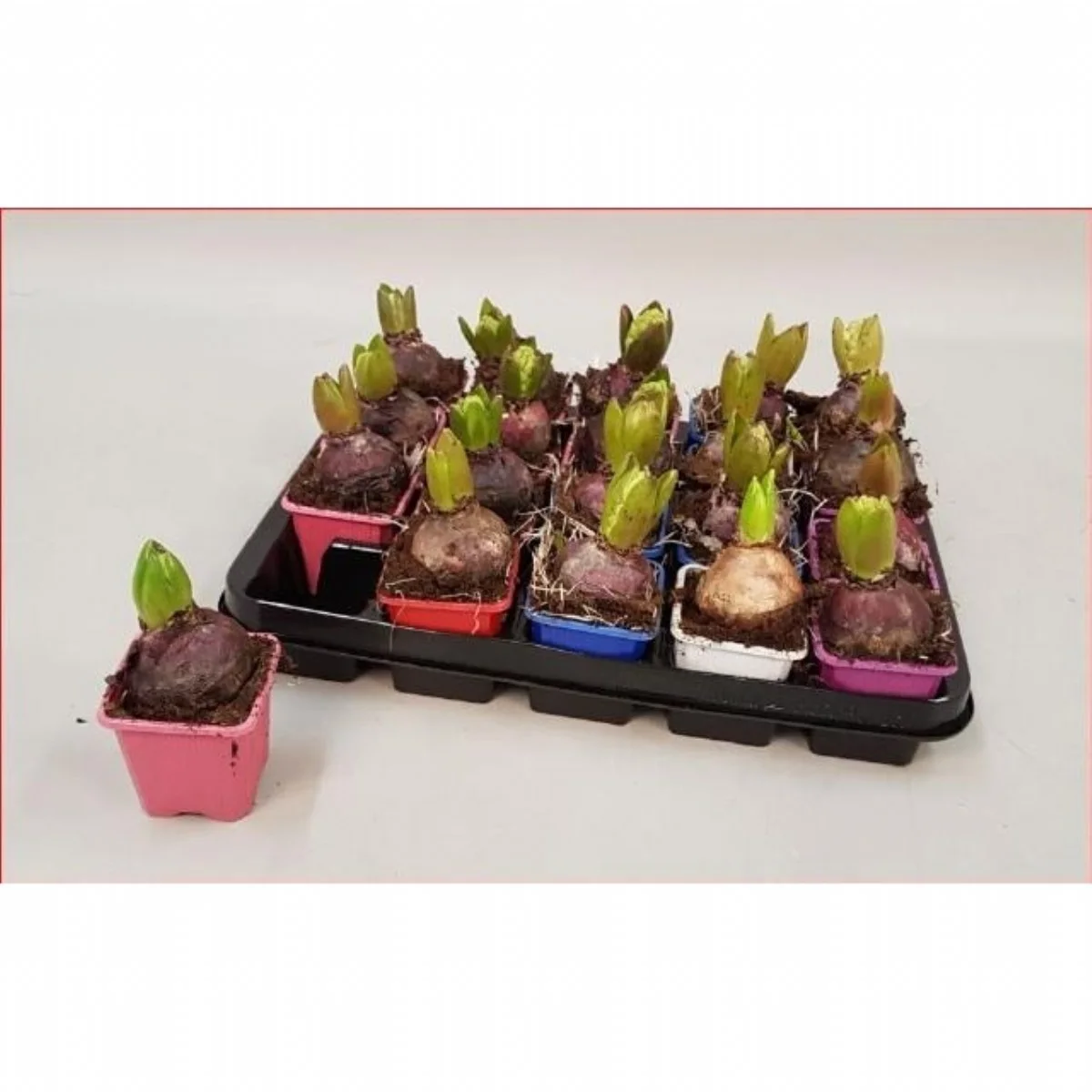 Hyacinthus Gem 5 Kl sümbül