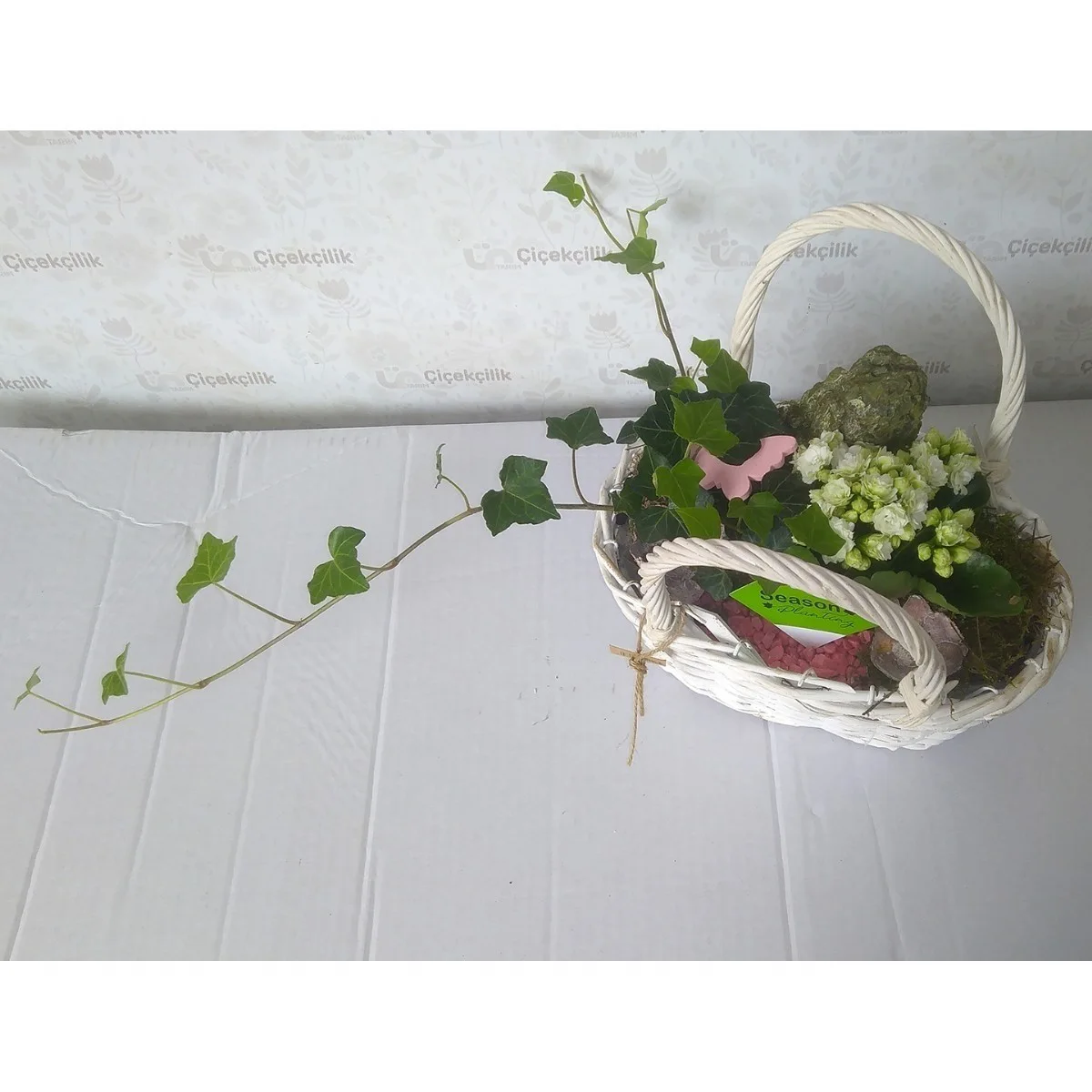İthal Sepette Kalanchoe - Sarmaşık Aranjmanı