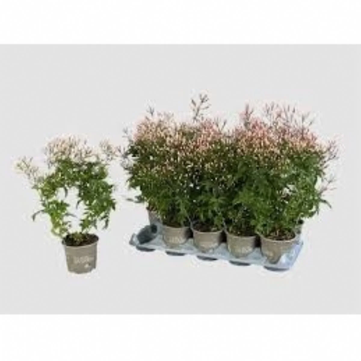 Jasm Polyanthum Wıt yasemin ithal