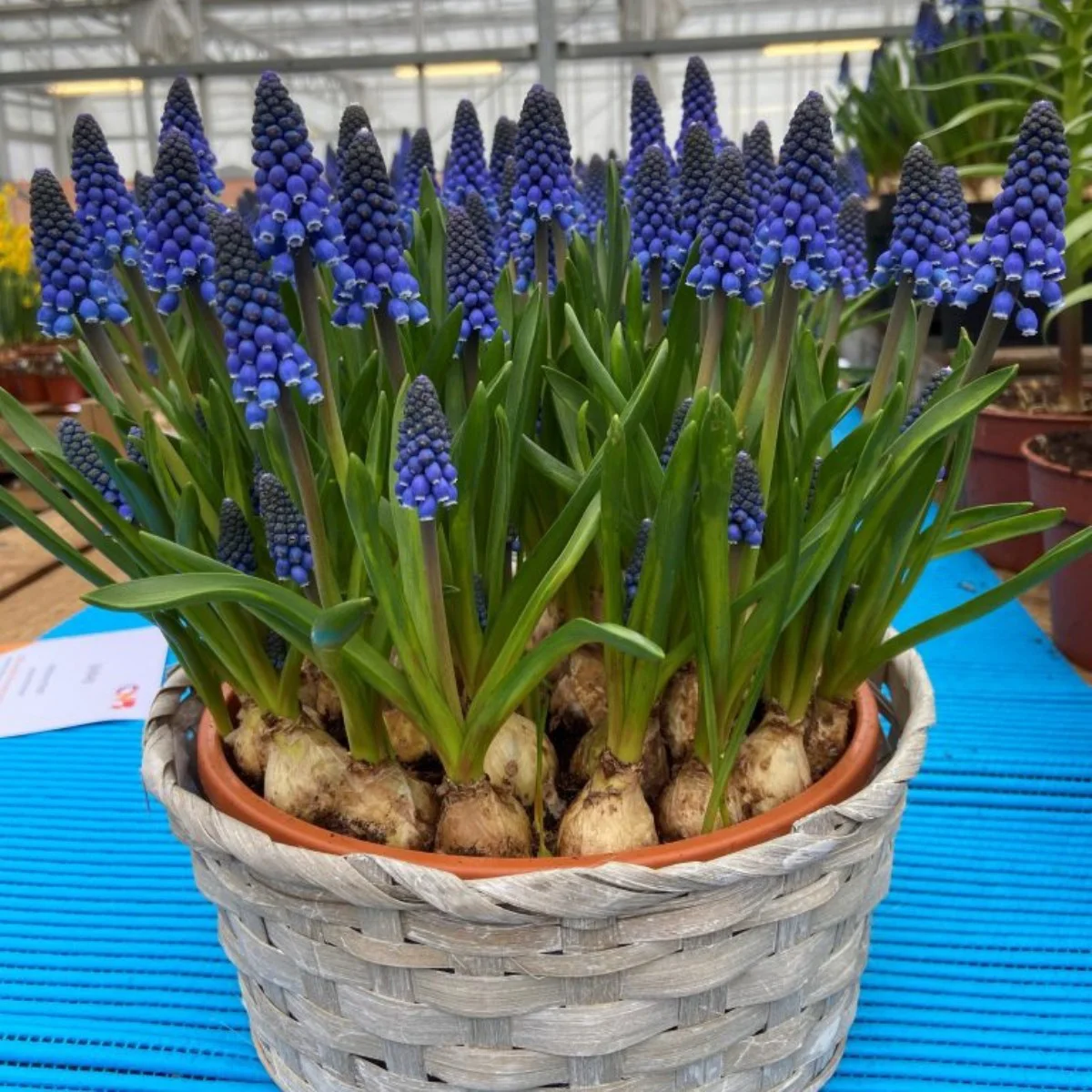 Muscari Lindsay