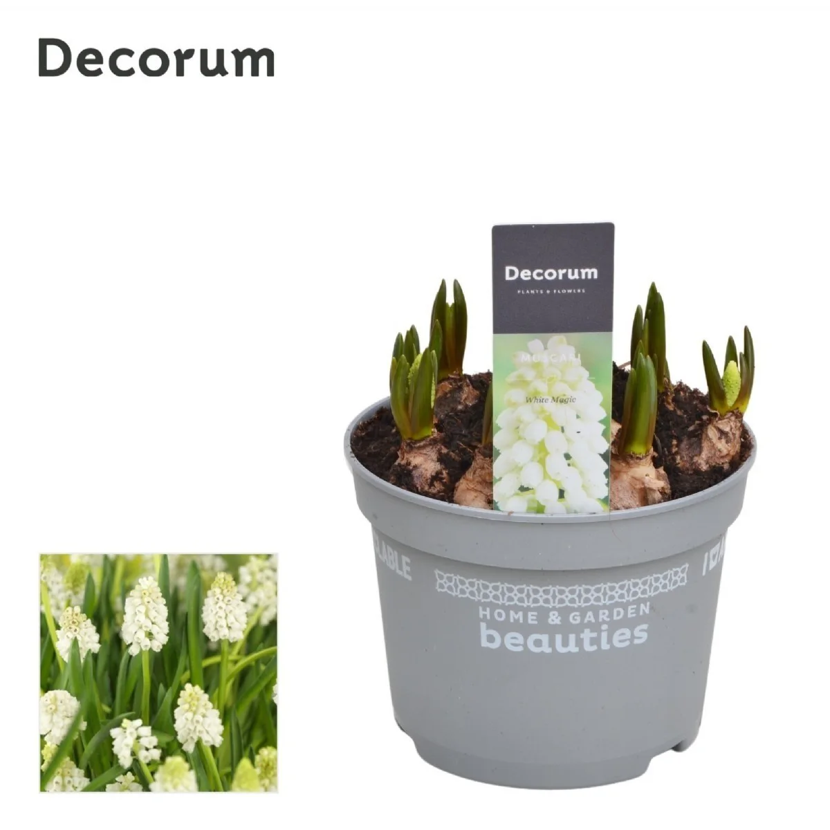 Muscari White Magic