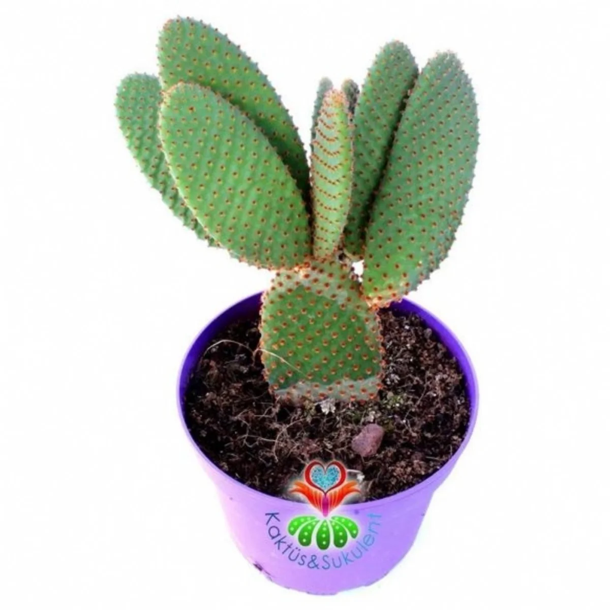 Opuntia
