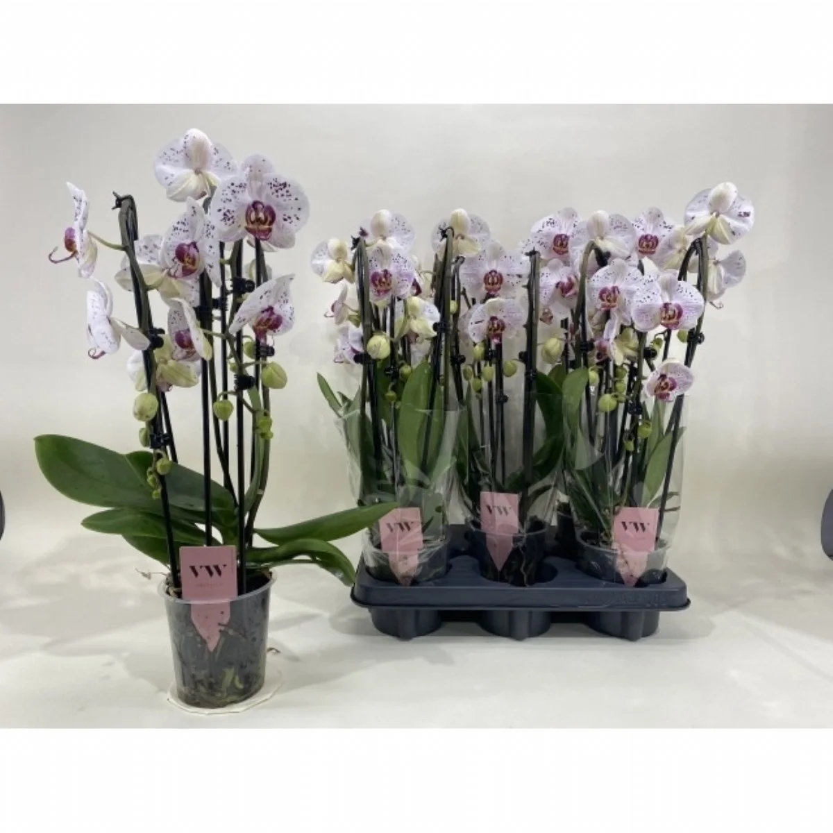 Phal Calypso çift dal orkide