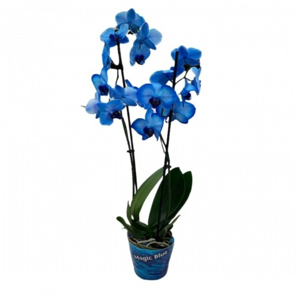 Phalaenopsis çift dal mavi orkide