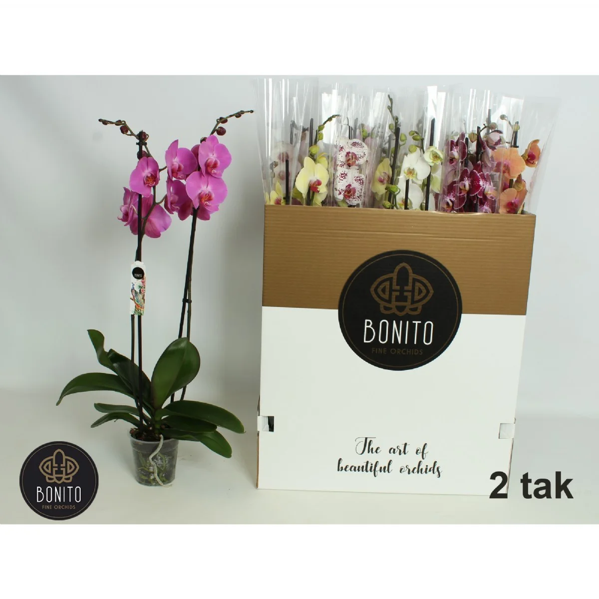 Phalaenopsis - Orkide