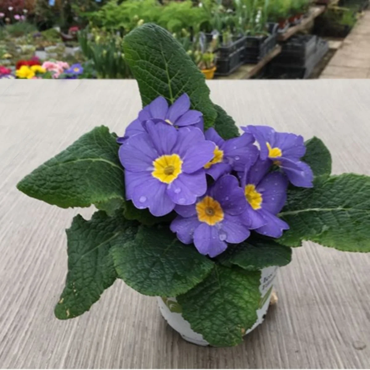 Primula Veris Gem