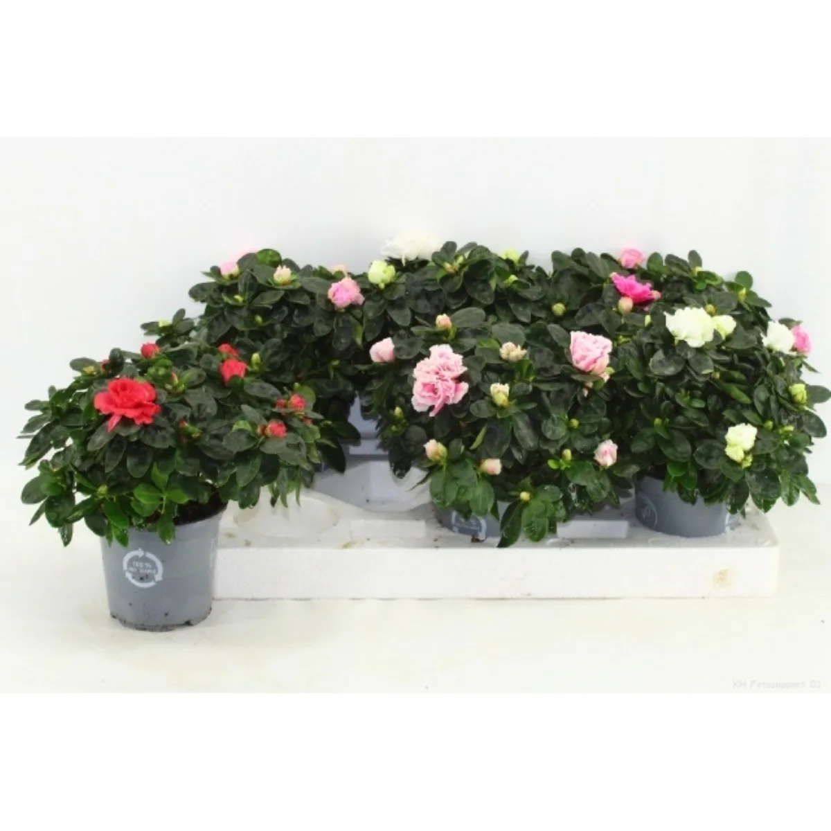 Rhodo Si Ov