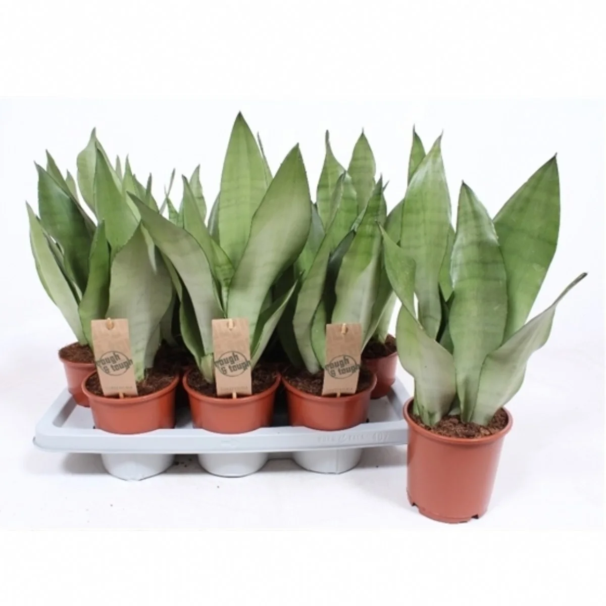Sansevieria Trifascia Ov
