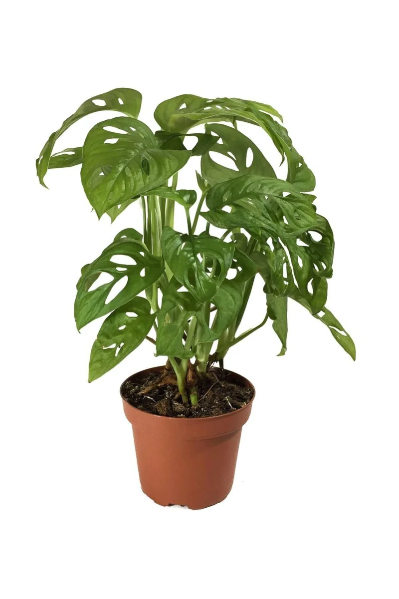 Yeşil Ev Bitkisi - Monstera obliqua - Maymun Maskeli Deve Tabanı MONOB 12'lik