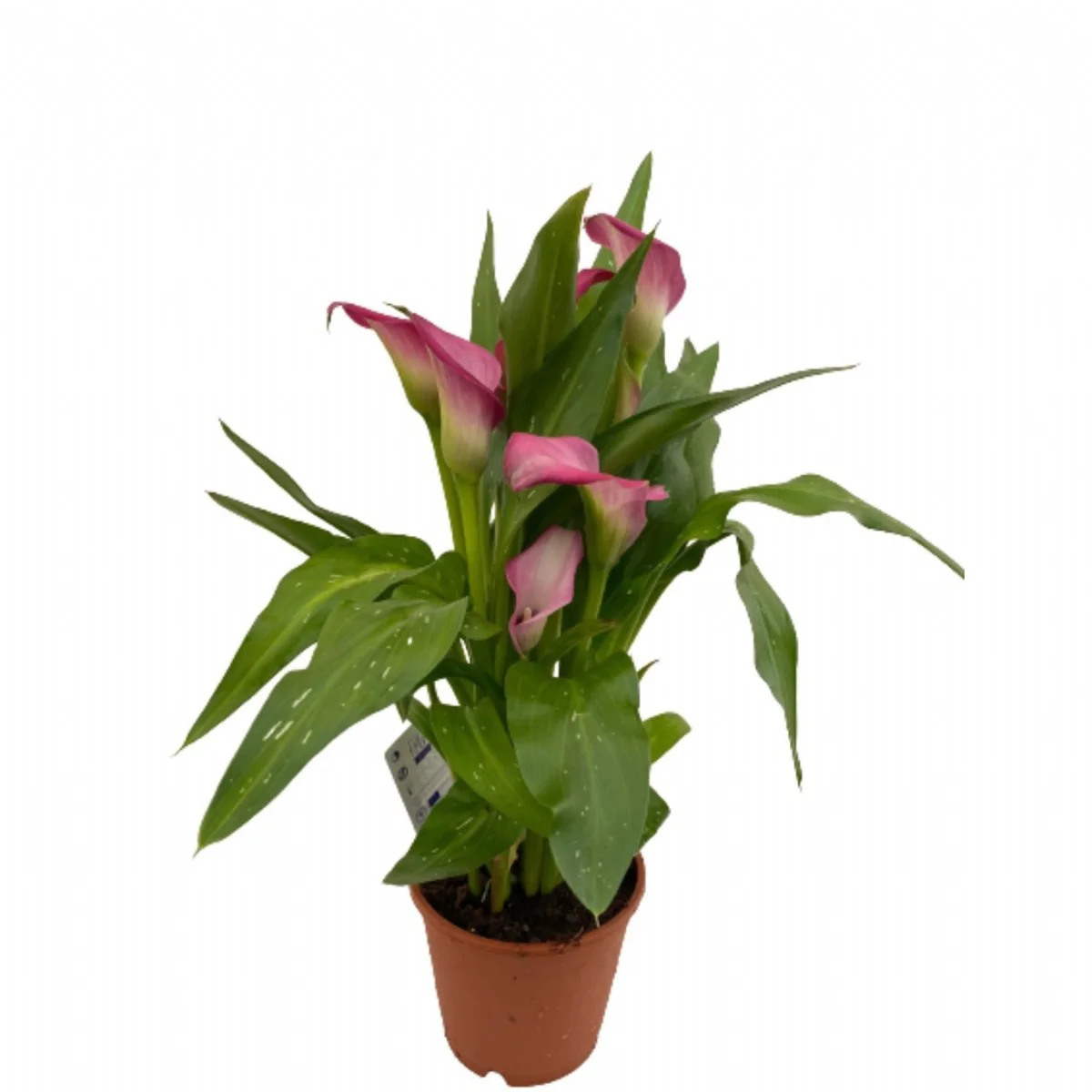 Zantedeschia Ov Gala