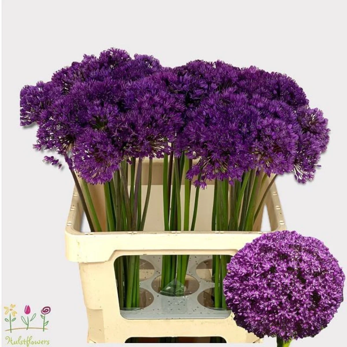 Allium Purple Sens