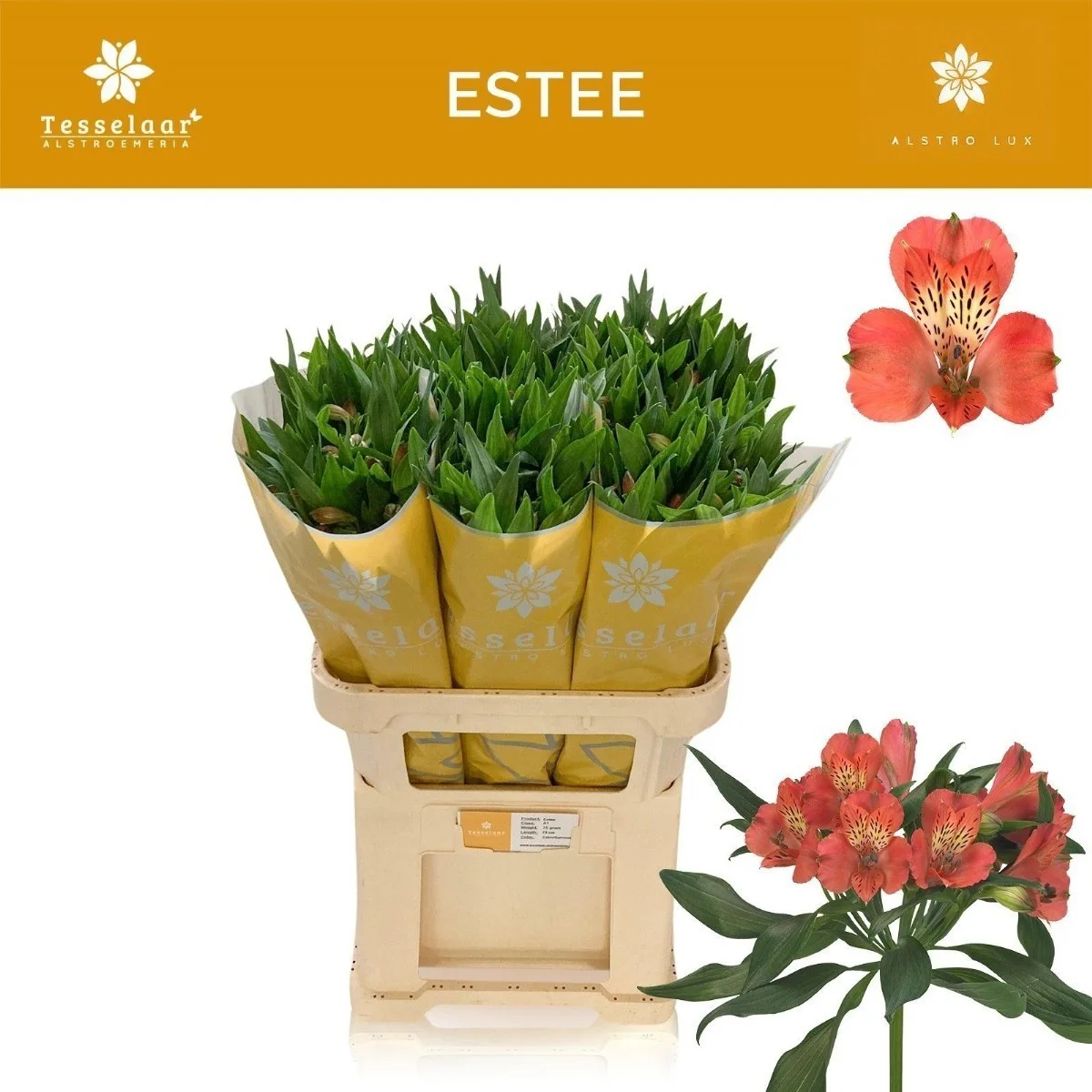 Alstr Estee 70 cmc