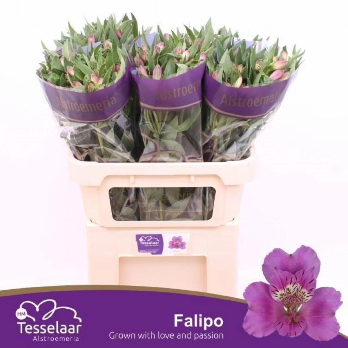 Alstr Falıpo