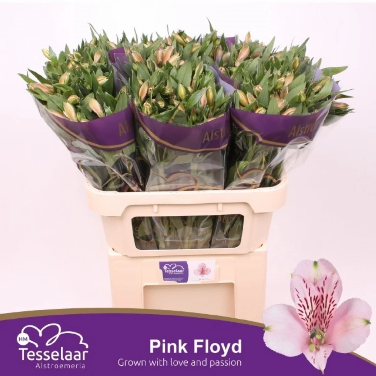 Alstr Pınk Floyd