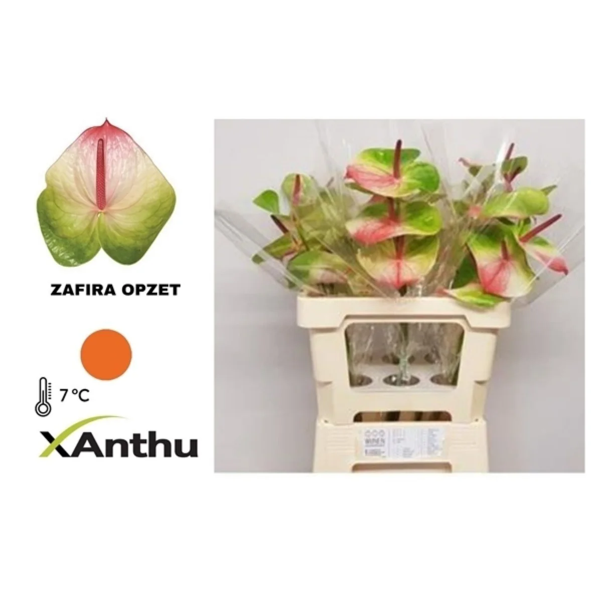 Anth A Zafira
