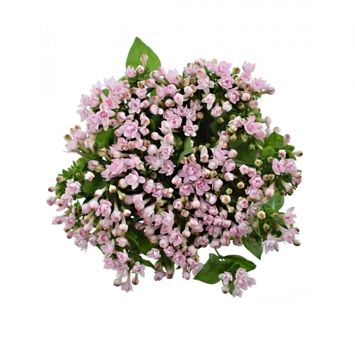 Bouvardia Du Light Pink