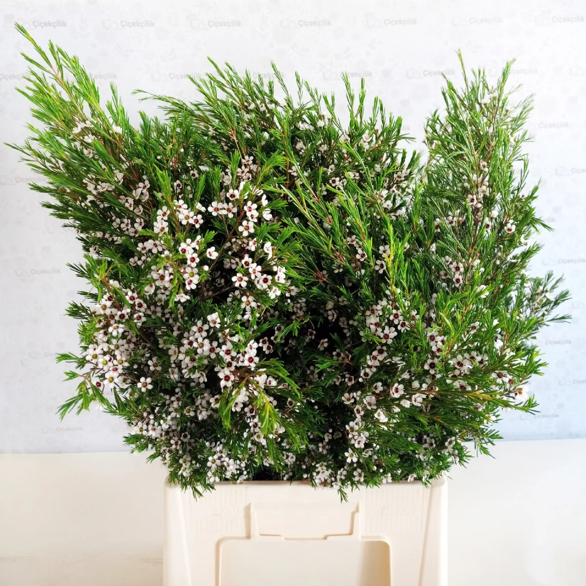 Chamelaucium White (Wax-70cm80cm)