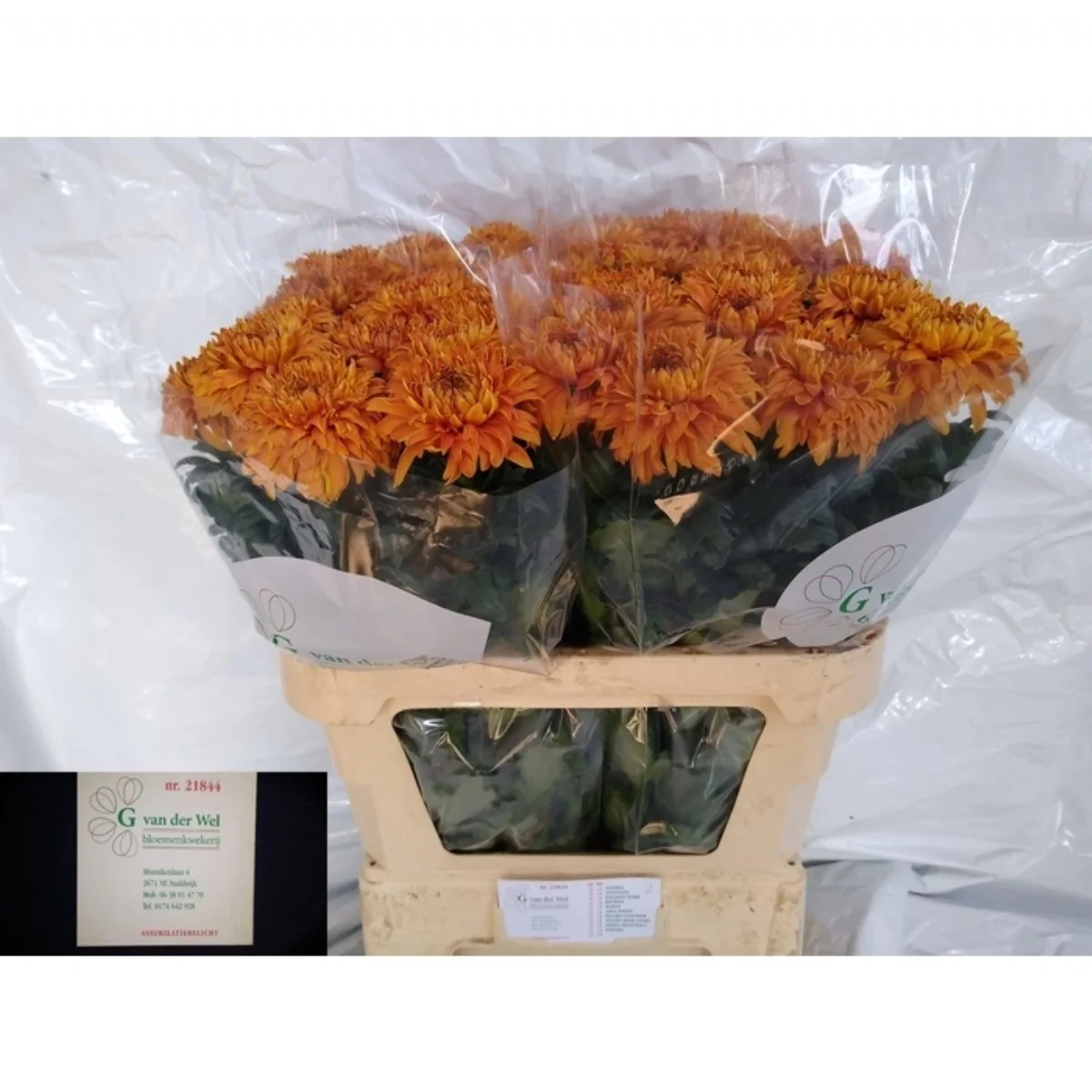 Chr G Baveno Orange ANASTASIA