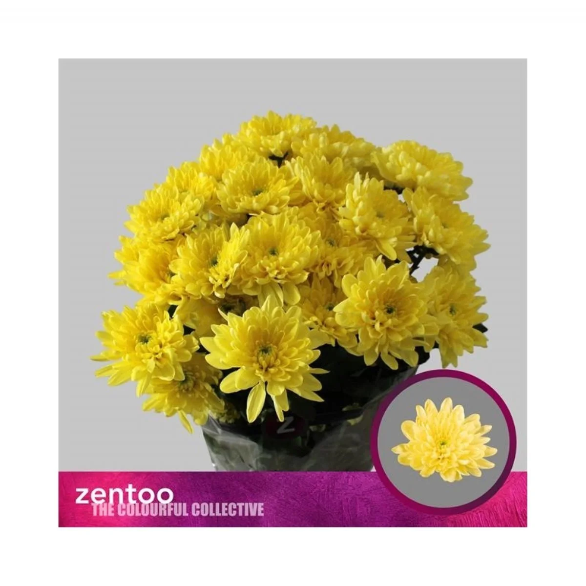 Chr T Baltica Yellow