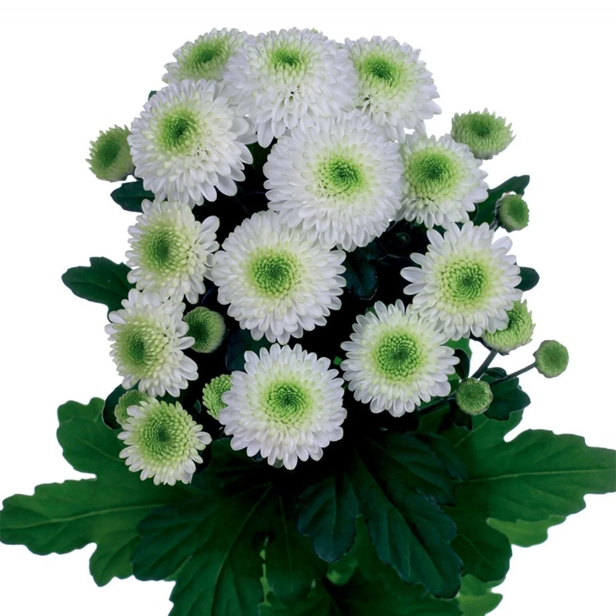 Chrysantemum S Ferry