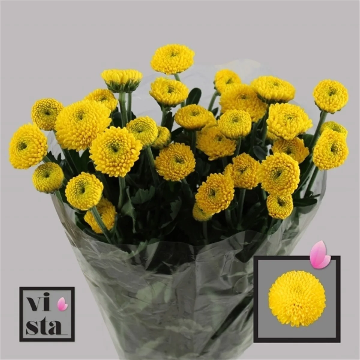 Chrysantemum T Limoncello