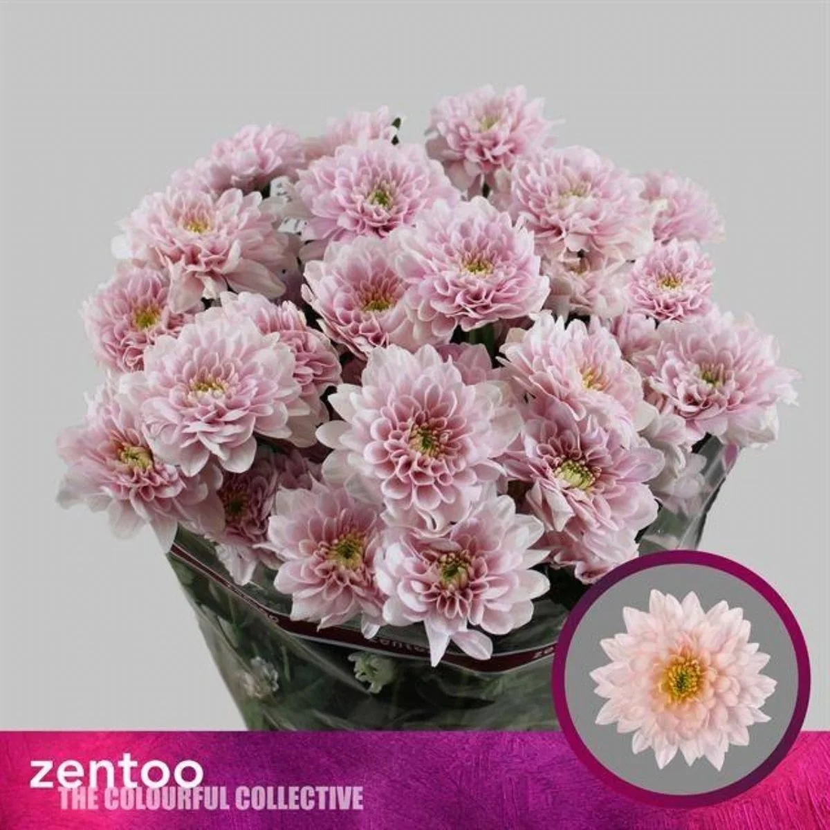 Chrysantemum T Pastela Pink