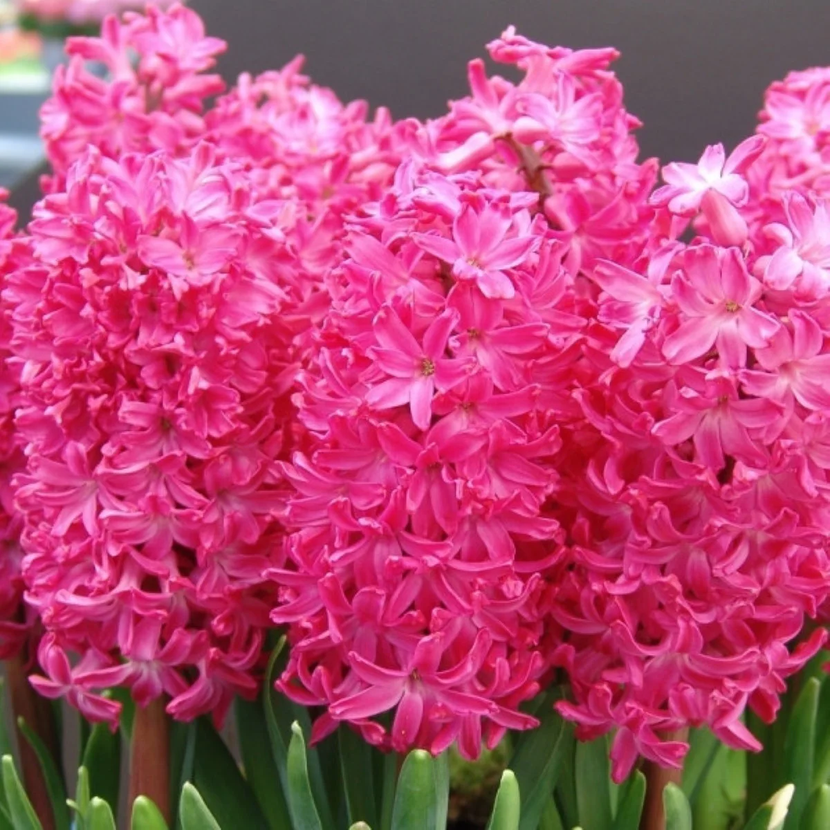 Hyacinthus Jan Bos