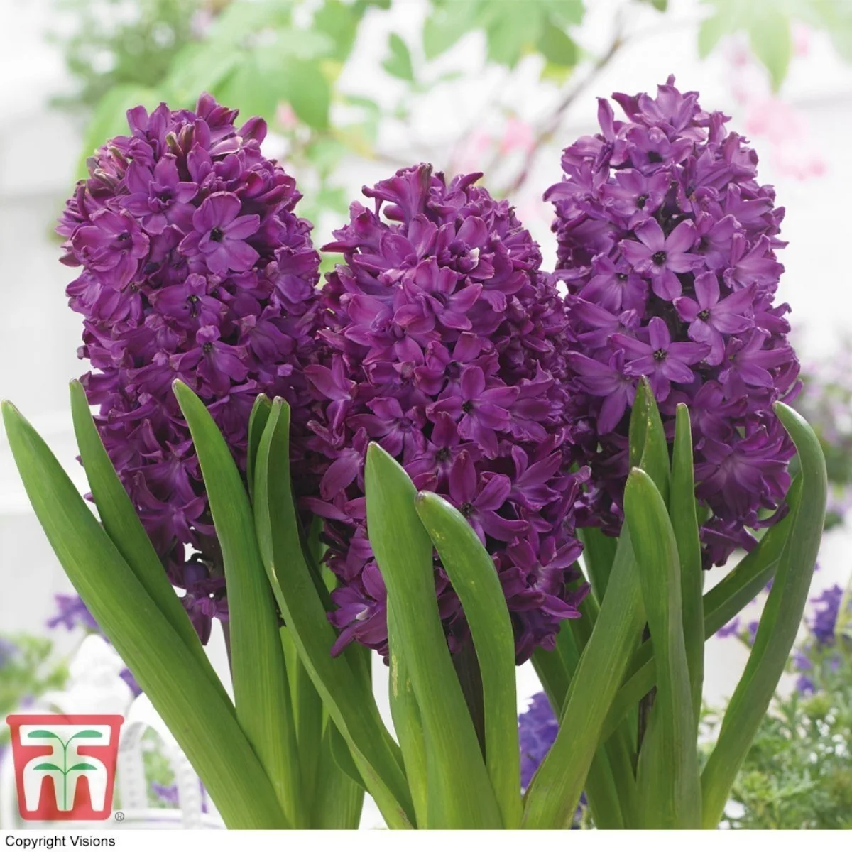 Hyacinthus Woodstock