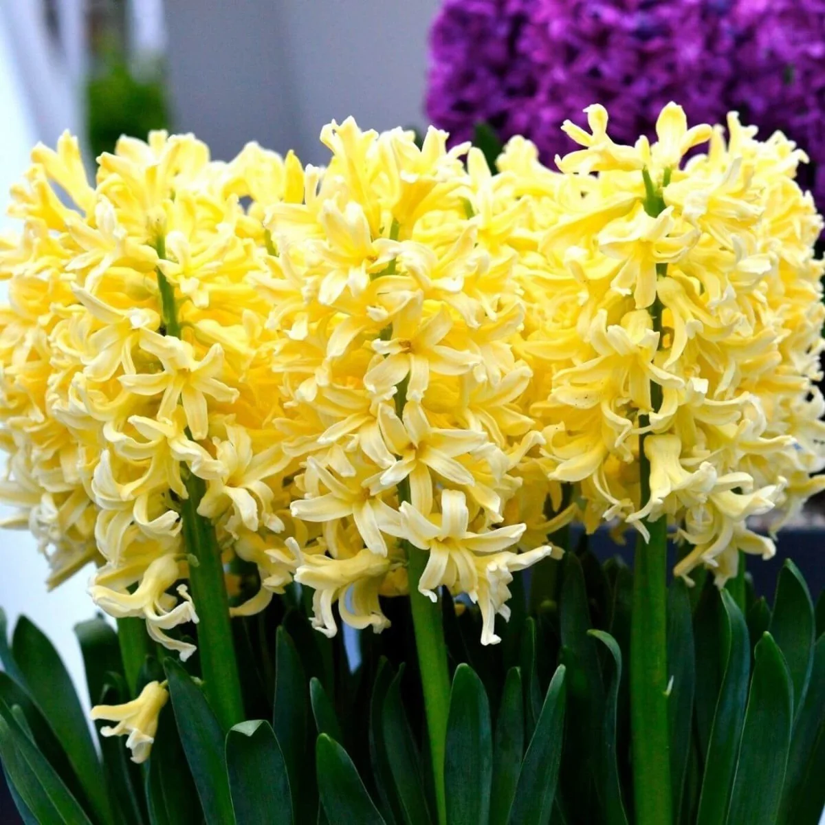 Hyacinthus Yellow Queen