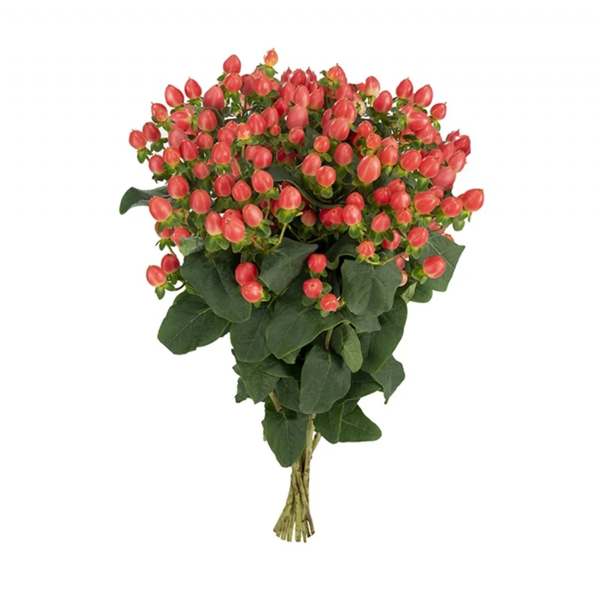 Hypericum Magical Roy Princess