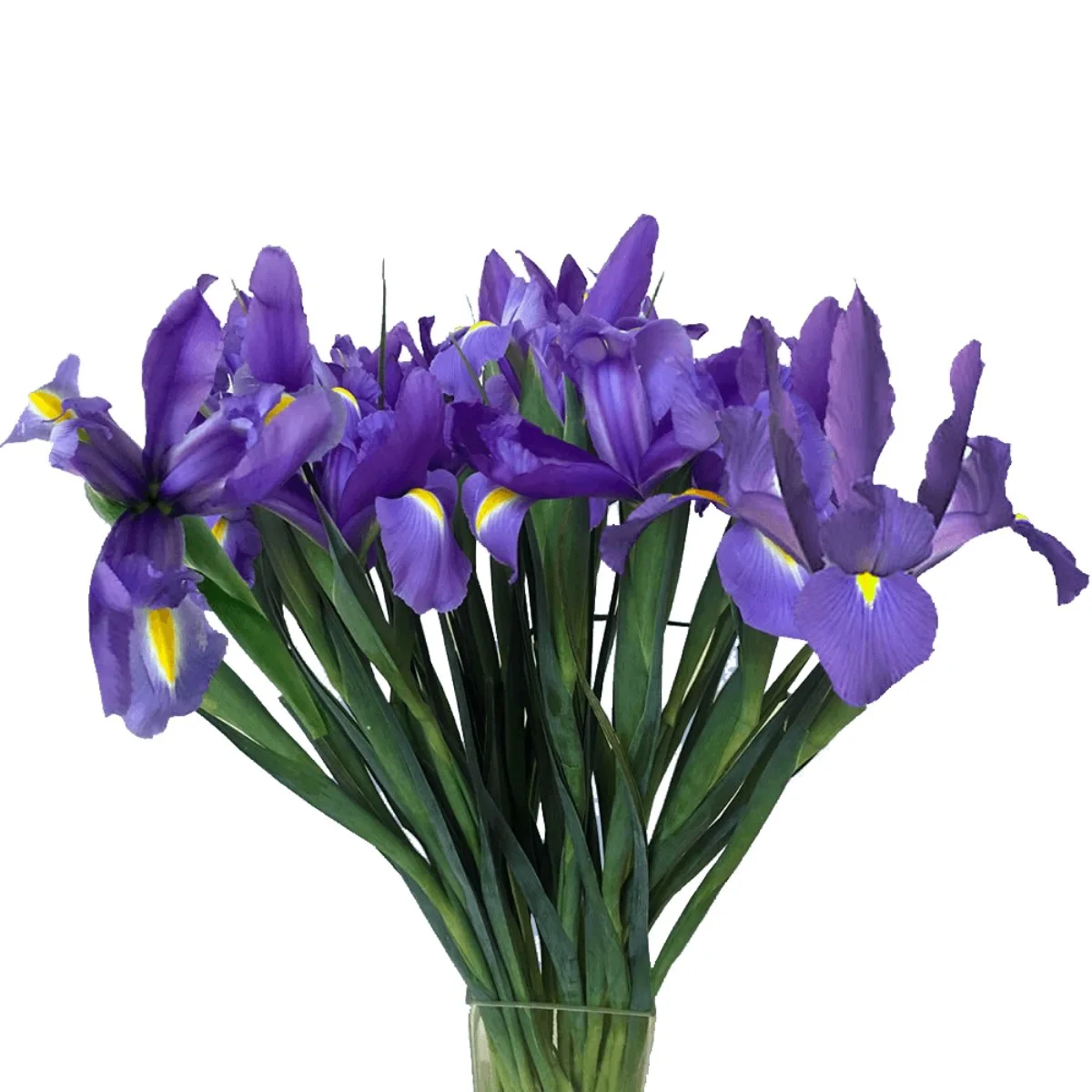 iris Hong Kong