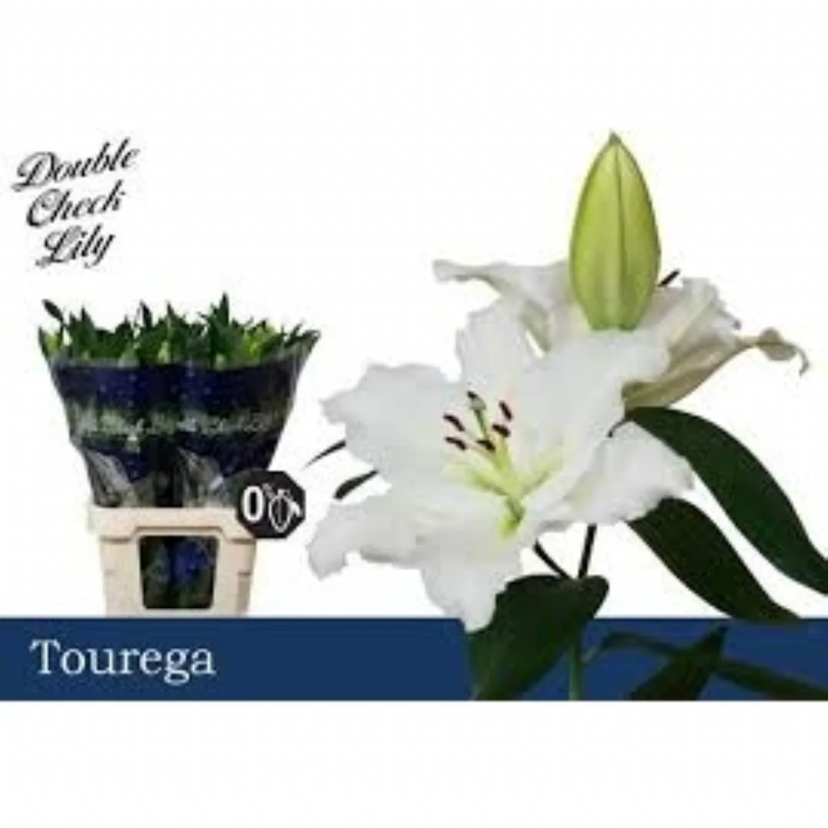 Lİ OR TOUREGA