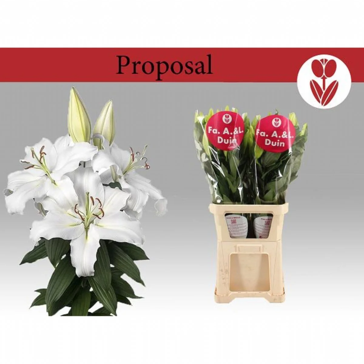 Lilium Or Proposal