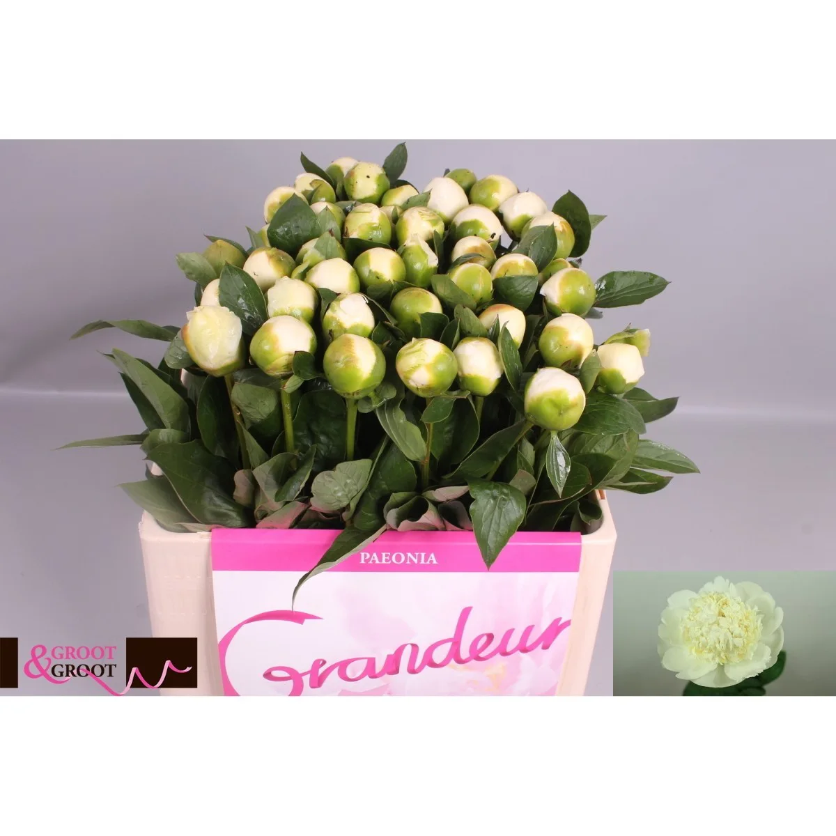Paeonia L Bridal Shower