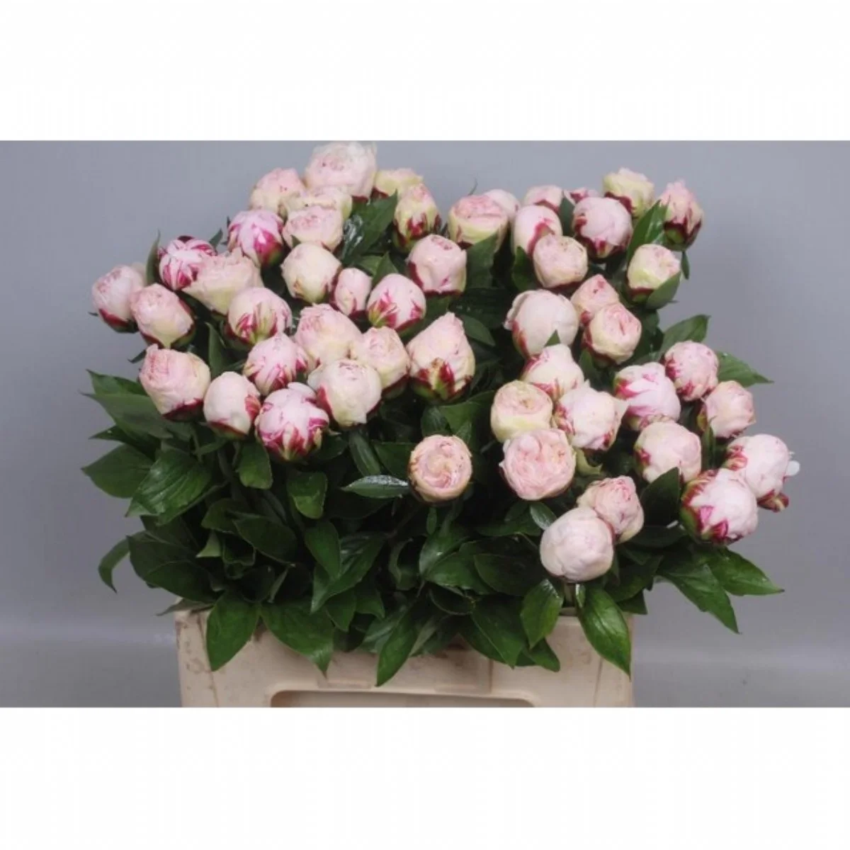 Paeonia L Shirle Temple