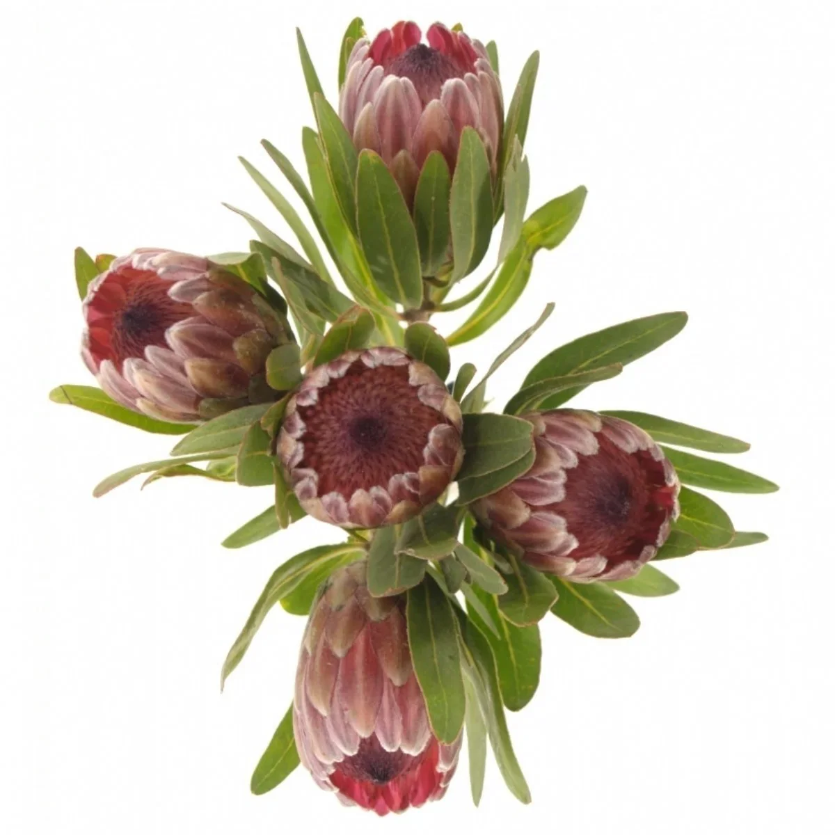 Protea Pink Ice
