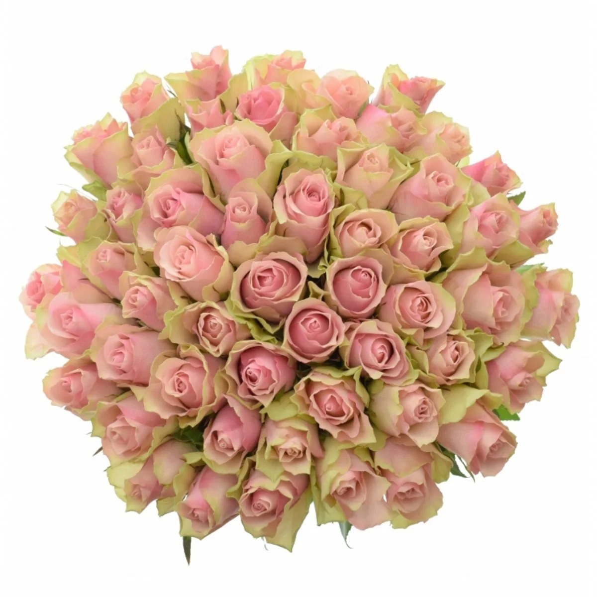 R Gr Belle Rose