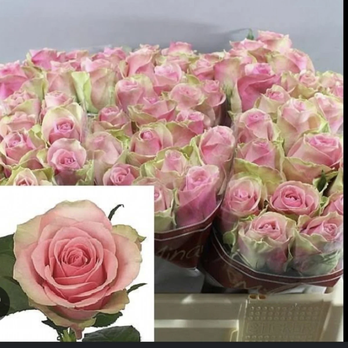 R Gr Belle Rose