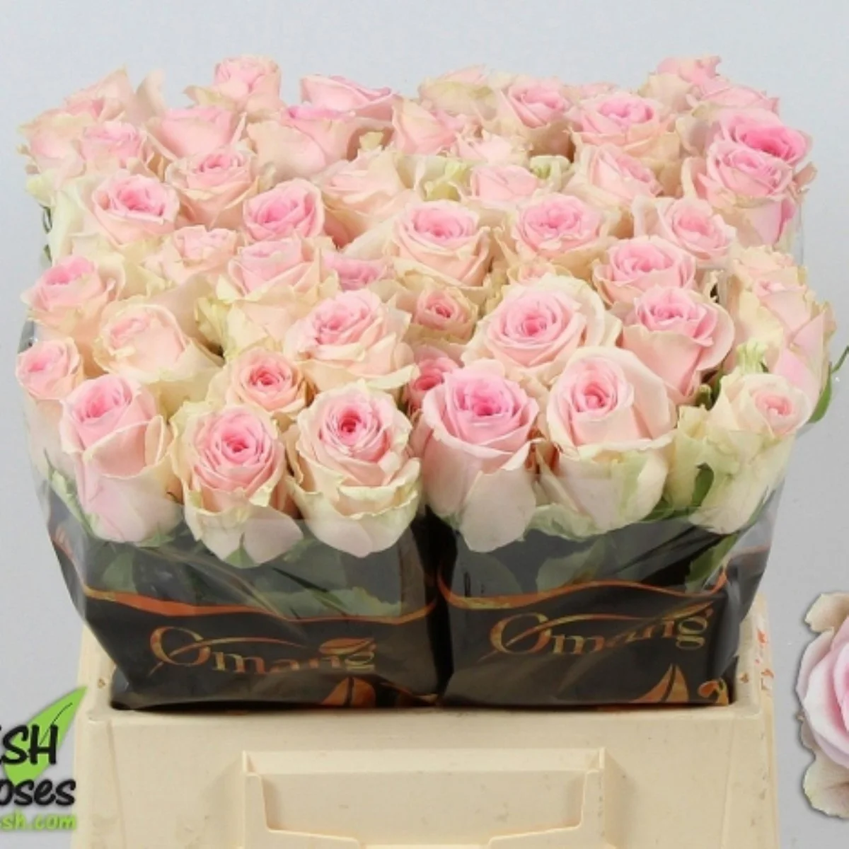 R Gr Duchesse