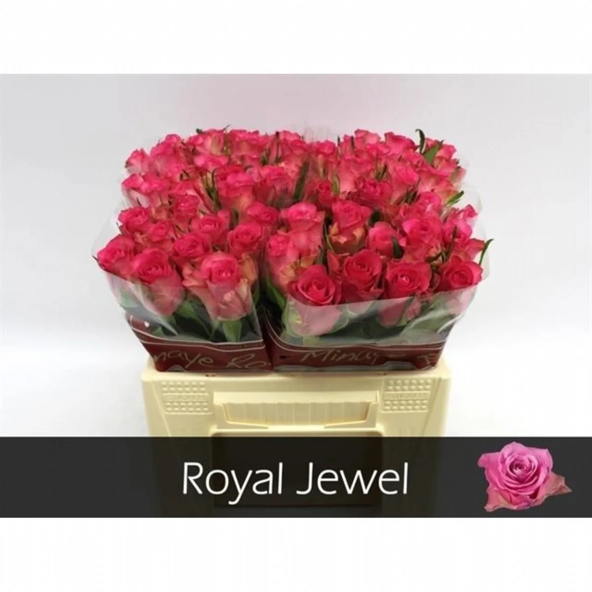 R Gr Royal Jewel