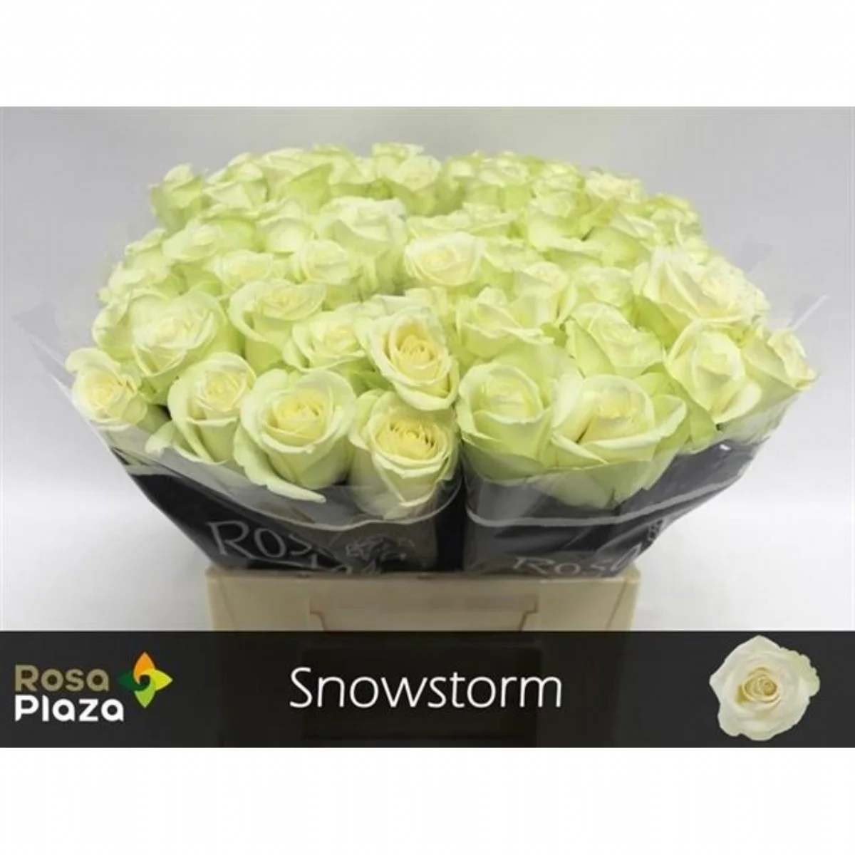 R Gr Snowstorm (Beyaz Gül)